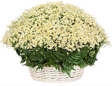 Цветочная композиция из Ромашки в корзине #REPLACE_PRED# Козуль